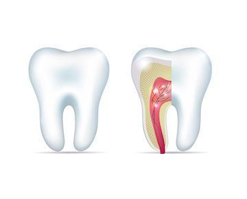 Root Canal Diagram | Jonesboro Dentist